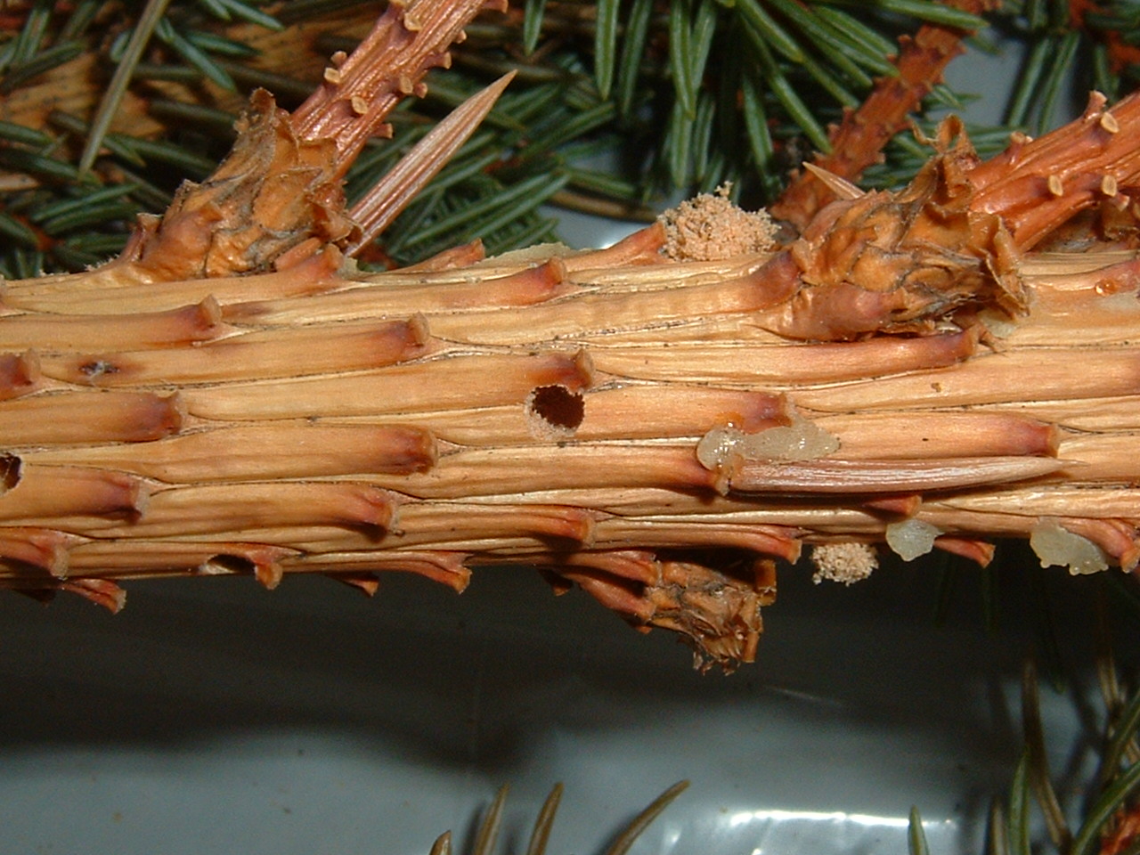 White Pine Weevil